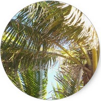 Palmera - Palmtree
