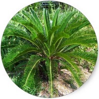 Palmera - Palmtree
