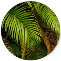 Palmera - Palmtree