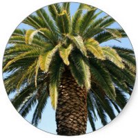 Palmera - Palmtree