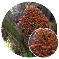 Palma Aceitera - Frutos