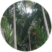 Ptychosperma Macarthurii