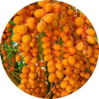 Caiaue - Elaeis Oleifera Nuts