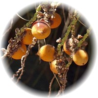 Butia Capitata - Palmera