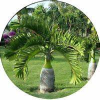 Butia Capitata - Palmera