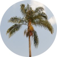 Pindo Palm - Butia Odorata