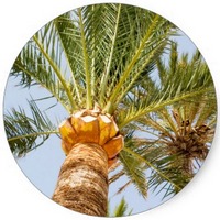 Palm Tree - Palmier