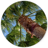 Palm Tree - Palmier