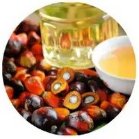 Oil Palm