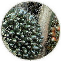 Palma Aceitera - Elaeis