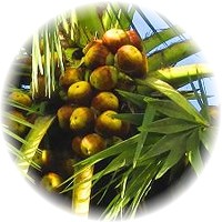 Palmyra Palm