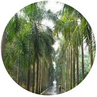 Roystonea Oleracea - Caribbean Royal Palm