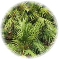 Serenoa - Saw Palmeto