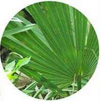 Serenoa - Saw Palmeto