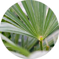 Trachycarpus Fortunei