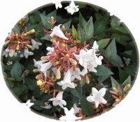 Abelia