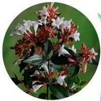Abelia Grandiflora