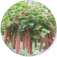 Acalypha Hispida