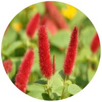 Acalypha Hispida