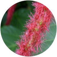 Acalypha Hispida