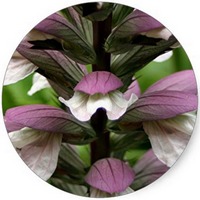Acanthus Mollis