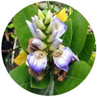 Acanthus Ilicifolius