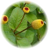 Spilanthes Oleracea - Jambu
