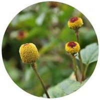 Spilanthes Oleracea