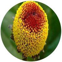 Spilanthes Oleracea - Jambu