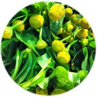 Spilanthes Oleracea