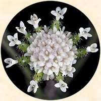 Adenocaulon Bicolor -Pathfinder