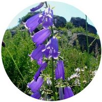 Adenophora Pereskiifolia