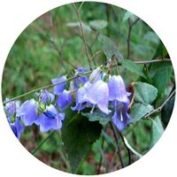 Adenophora Stenanthina