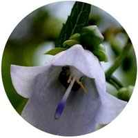 Adenophora Tracheloides