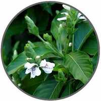 Adhatoda Vasica - Malabar Nut