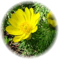 Adonis Vernalis