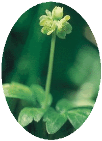 Adoxa Moschatellina