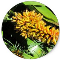 Aechmea Caudata