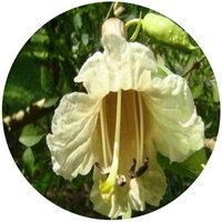 Aegiceras Corniculatum