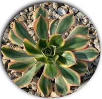 Aeonium Undulatum