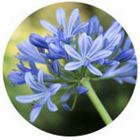 Agapanthus Africanus