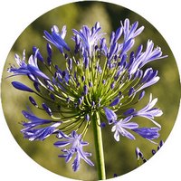 Agapanthus