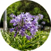 Agapanthus