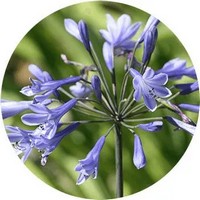 Agapanthus Africanus