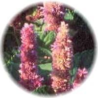 Agastache Foeniculum - Anise Hyssop