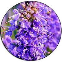 Agastache Rugosa - Hyssop