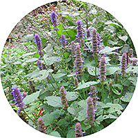 Agastache Mexicana