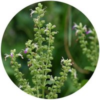 Agastache Rugosa - Hyssop