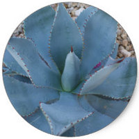 Agave Americana
