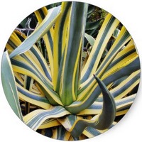 Agave Americana